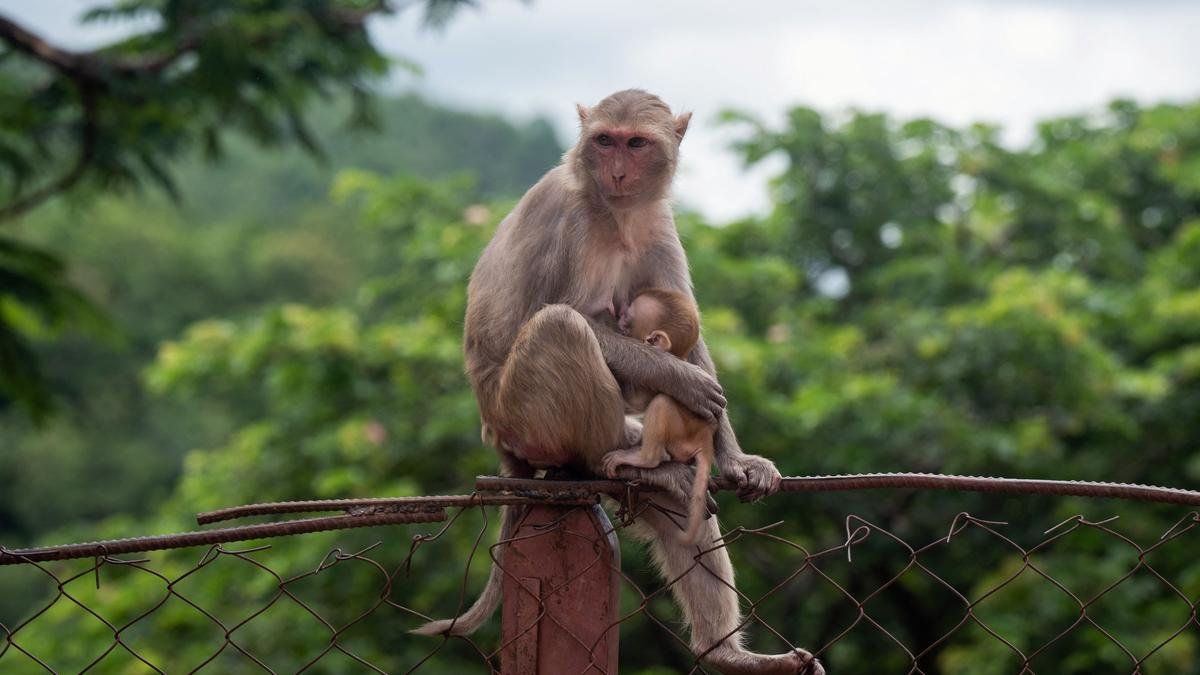 Four monkeys found dead in Kerala’s Aralam Wildlife Sanctuary, authorities probe possible infection