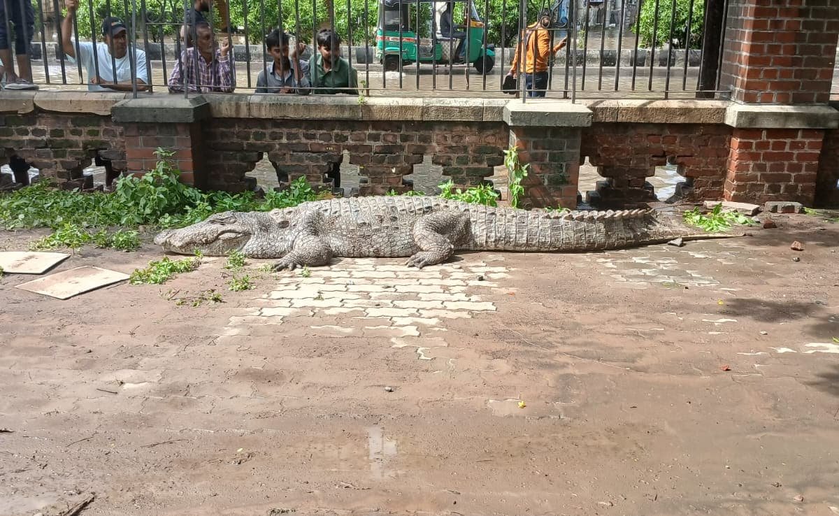 Not Just Floods, Vadodara Is Also Fighting Crocodiles Amid Gujarat Rain