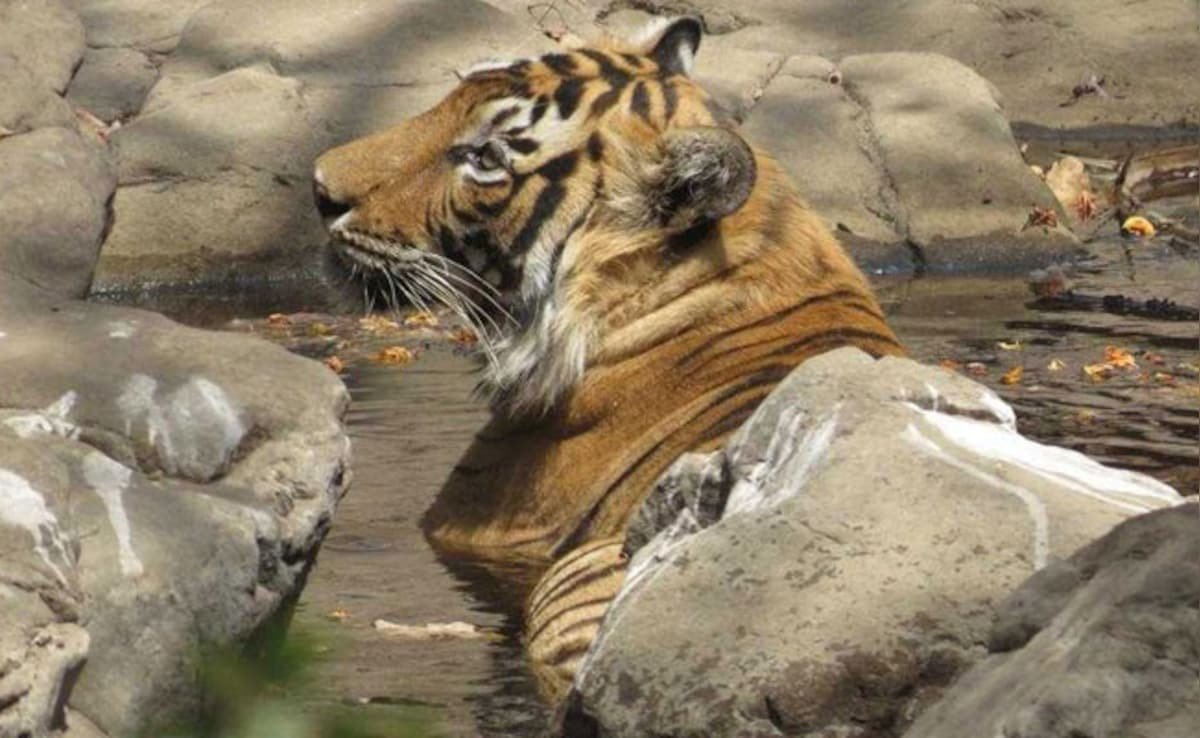 17-Year-Old Royal Bengal Tiger Dies At Tirupati Zoo